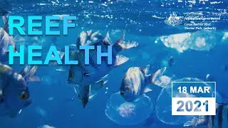 Reef health update - 18 March 2021