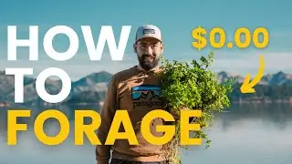 How to Forage in New Zealand