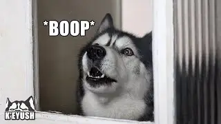Husky Got A BIG SURPRISE!