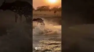 The Crocodile is Caught Off Guard by a Charging Elephant | 악어는 돌진하는 코끼리에 속수무책으로 당했다
