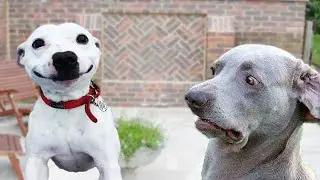 Can pets increase humans level of happiness..|Here is the answer