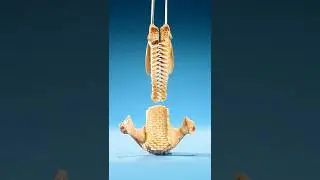 The Strange Bones Inside a Parrotfish