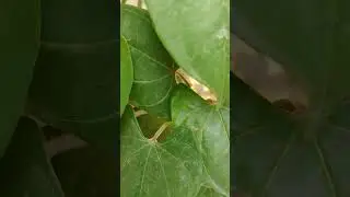 Dioscorea bulbifera#diosscorea#indian yam#root  vegetable #recipes #farming #farm