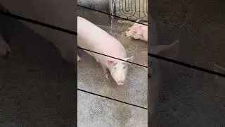 Prince pig farm house #pig #bilaspurdistrict #animals #farming #nature #food #bull #pets #wildlife