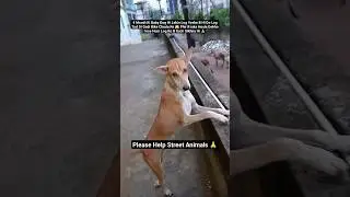 Please Help Street Animals 🙏🙏 #shorts #viral #youtubeshorts #dog #doglover #animallover #anuandsuji