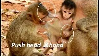 breaking heart | orphan baby  Maci hungry & request milk of mom Jill | baby Jilla denied