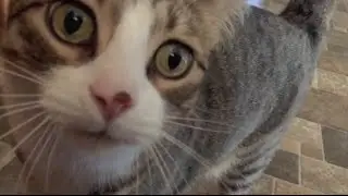 Drake - Hotline Bling Cat Parody