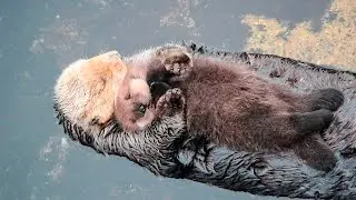 1 Day Old Sea Otter Trying to Sleep on Mom