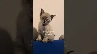 @francisandjean: Why she fighting it so hard? #catlovers #cat #kitten