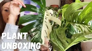 Variegated Monstera Unboxing | Rare Plant Haul | Plantlover.eu Half Moon