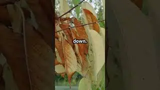 Why do leaves change colour in fall 🍃 #facts #environment #fall #leaves #funfacts