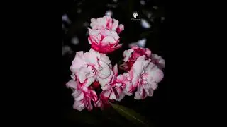 #lightroom #picsart creative mobil photography Editing 🔥flowers photo Editing 2021 in lightroom