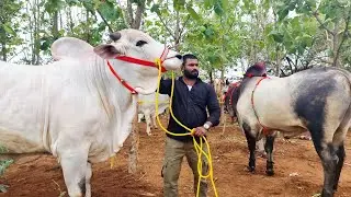 biggest bulls market in sardar nagar-ongole cattles market-sardar nagar bull market update today-ox🐂