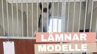 Lämnar bort Modelle :( mår skit! - VLOGG
