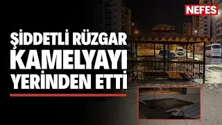 Şiddetli r&uuml;zgar kamelyayı başka bir yere taşıdı