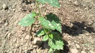 Growing Hops and Brewing Beer - Hop Project Episode 8