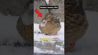 Extreme Cold FROZE A Duck's BEAK In Sweden! | Frozen animals❄️ #shortsfeed