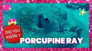 porcupine ray facts 🐠