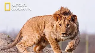 Lion King Succession to Throne - Lion Pride Documentary  - National Geographic Documentary 2023