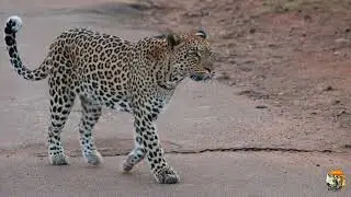 Leopard Male, Zawadi, slow motion walk by