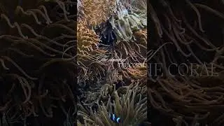 The Magical Dance of Coral and Fish in the Ocean! #OceanCreatures #SeaWonder #Coral #Dance