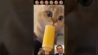 Funny Videos #funny #video #ضحك cat camera fight