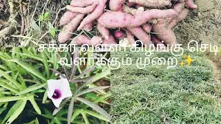 How to harvest and grow sweet potato plant 👍 sweet potato plant ☘️