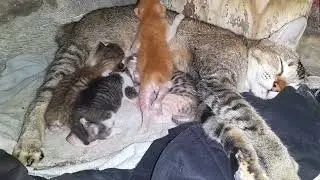 Cats within 4 days of birth, can't open their eyes yet #cat #catlover