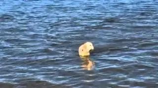 Enjoying Kingston Beach