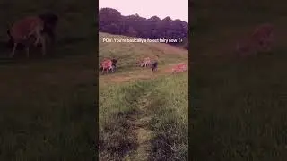 Deer on a clearing in Ireland. Live a whimsical life and watch these woodland animals with me
