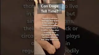 Do Dogs Have a Sense of Time? #fyp #doggydoggy #petlover #subscribe