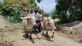Bullock Cart Mud Stuck in Upwards Pulling | ox vs cow videos
