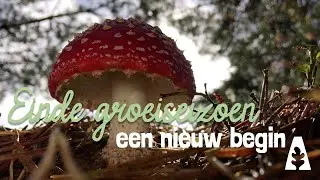 Stadstuinieren - Einde groeiseizoen - een nieuw begin