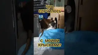 ЧТО СЛУЧИЛОСЬ С МОИМИ КРЫСКАМИ?😓#реки #ratlove #крыски #loverats #животные #рекомендации #тренд #rat