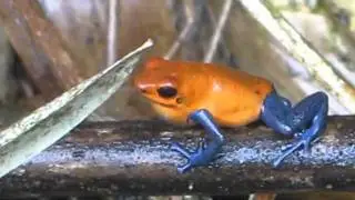 Bluejean Frog