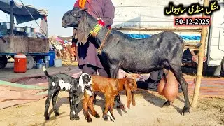 Sahiwal Bakra Mandi Today New Update-Beetal Milking Goats With Kids-Breeder Bakre-30 December 2025
