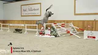 Sylana V.S. (Zirocco Blue VDL x Solitair).