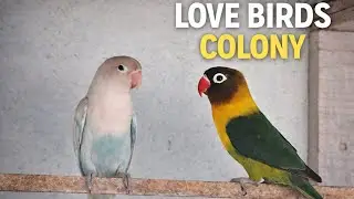 African Lovebirds Colony Breeding Progress | Hyderabad