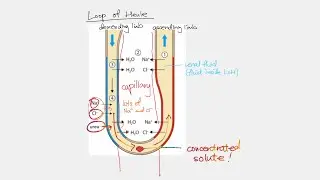 Loop of Henle explained, but I don&rsquo;t actually know too