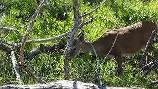 Key deer. National key deer refuge