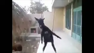 donkey on swing for 1 hour