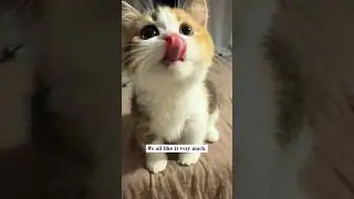 Kitty 😻 Bella Plays With Girl 💖✨| #kitty #rescue #trending