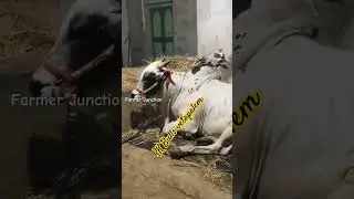 New category new bull RK bulls vetapalem..... #simha #Lion