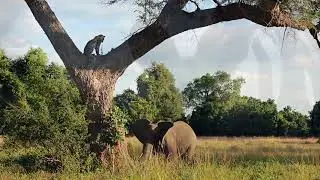 Welcome to Track and Trail River Camp- South Luangwa National Park