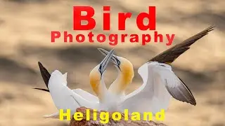Amazing Bird Photography In Heligoland