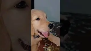 #trending #goldenretriever #love #doggielife #doglife #viral #youtube #ytshort #puppy #pets #love