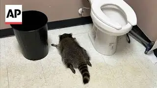 Raccoon goes on drunken rampage in a Virginia liquor store