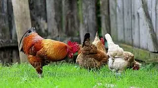A Farm Stay Experience