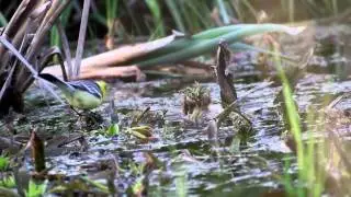 Citrine Wagtail (Motacilla citreola) Belarus 2014