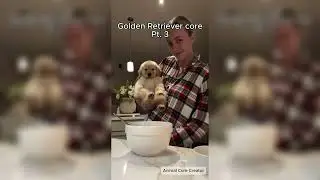 Golden Retriever core Pt. 3 🐶 #dog #goldenretriever #animalcore #dogcore #dogshorts #retriever